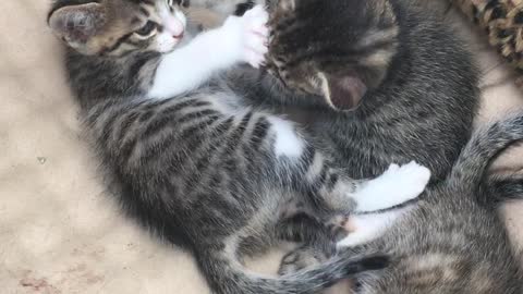 three baby cats