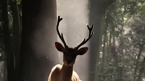 Gorgeous deer