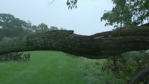 Fallen tree