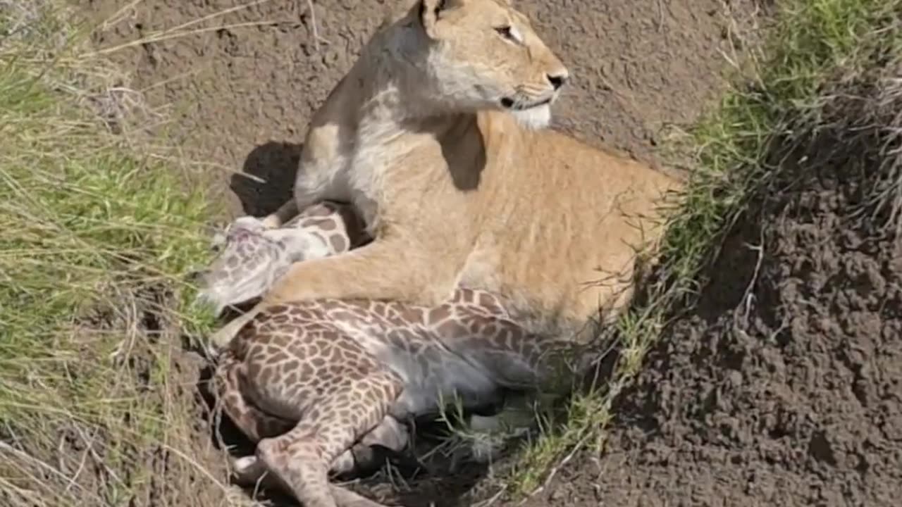 Lioness Attacks Baby Giraffe