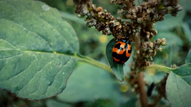 Little cute Bug | cute little bug flying | beautiful nature