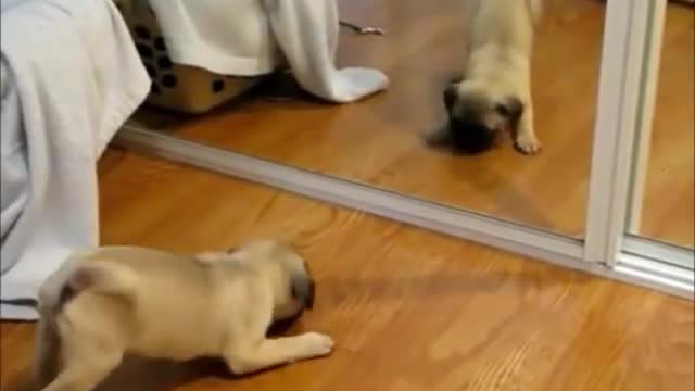 Top 10 Funny and Cute Dog Videosss