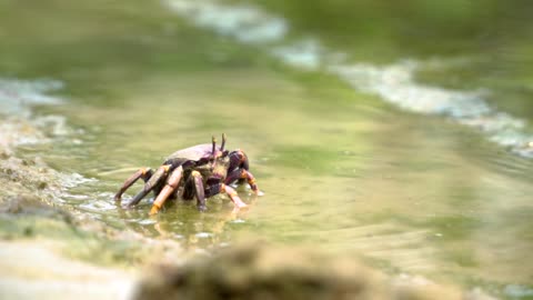 Crab drinking water