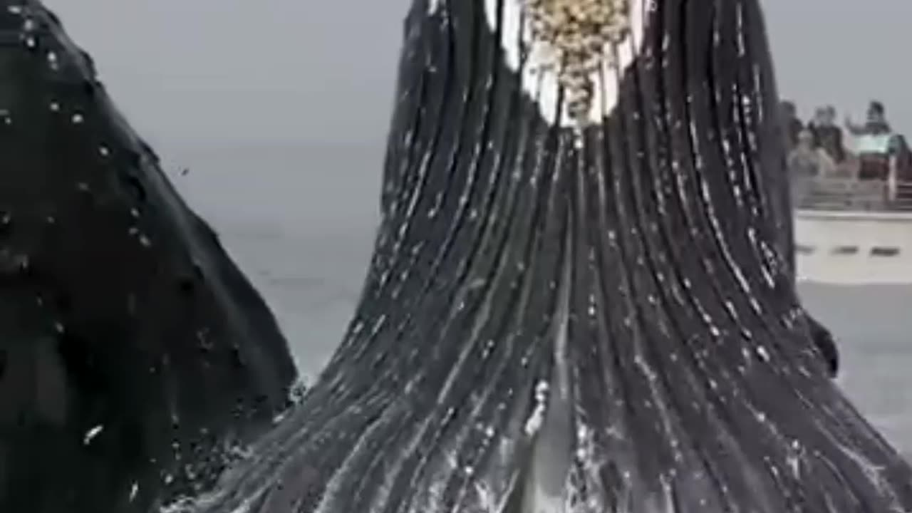 SURPRISING HUMPBACK WHALE LUNGE FEEDING IN FRONT OF WHALE_WATCH B OAT