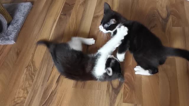 Kittens are having fun