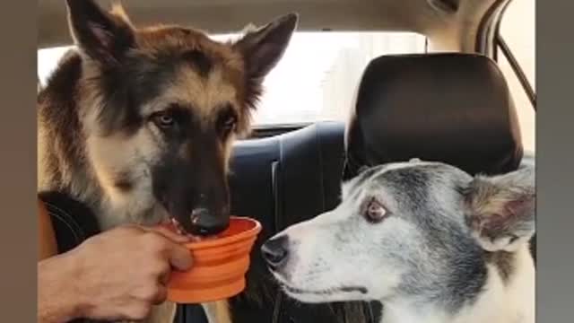 He lets his dog's friend drink some water