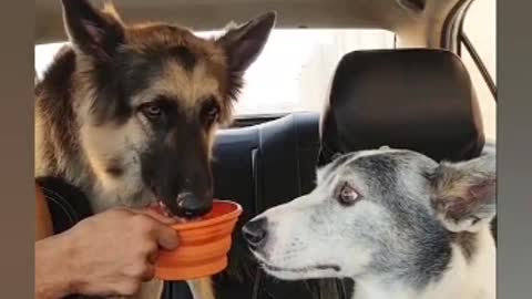 He lets his dog's friend drink some water