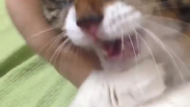 Cat Won't Let Go of Owners Hand