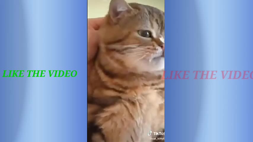 Rumble/cat talk himself,best funny video,cute animal,funny video