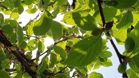 Trees under the sunshine