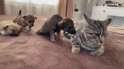 Funny Cat Reaction to Puppies [Kitty sees them for the First Time]