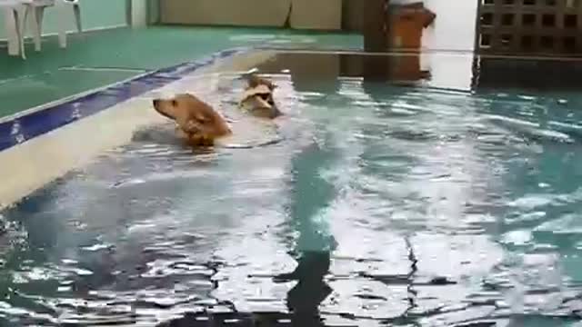 A dog who can't swim and a dog who is good