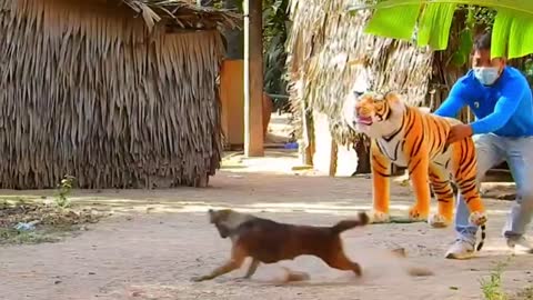 Fake Tiger Prank To dog