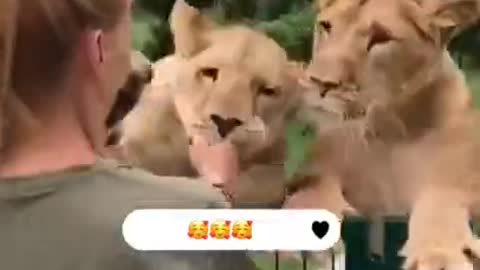 The 2 lions are so excited to see her again