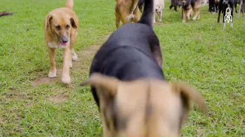 Doog funny video