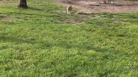 Tan white dog runs in grass and rolls to stop