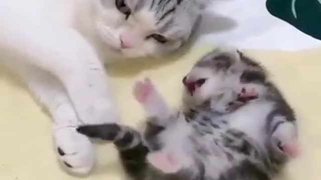 mommy cat hugs baby kitten