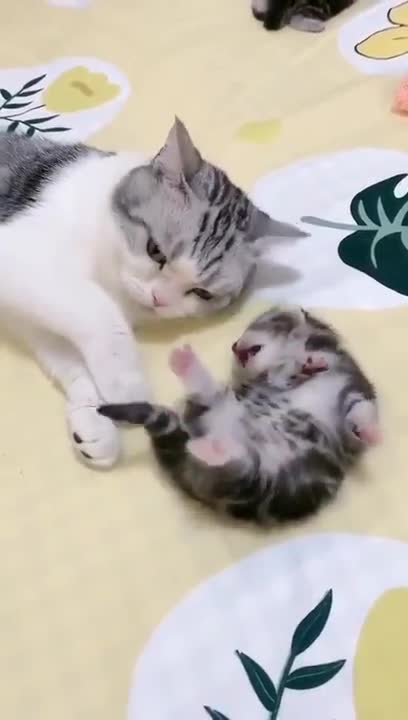 mommy cat hugs baby kitten