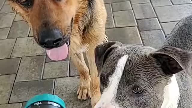 Funny Dogs Video 🤣 Dog will make you Laugh