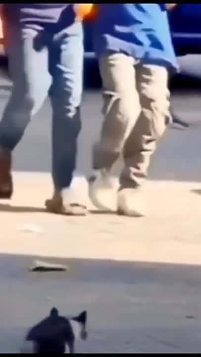 so funny cat video best for ever