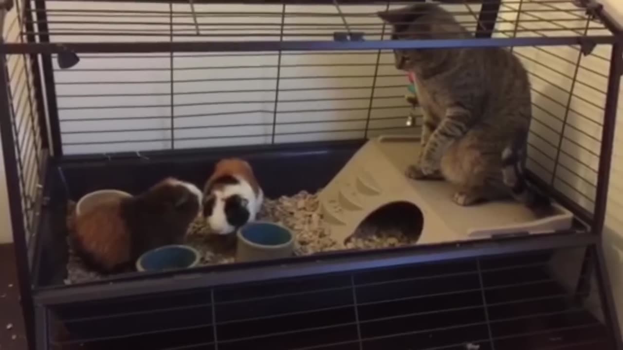 New funny video cats and dogs