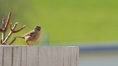 Sparrow bird dancing video, a cute Bird small dancing