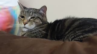 Stripey cat gets a kiss from Lucy