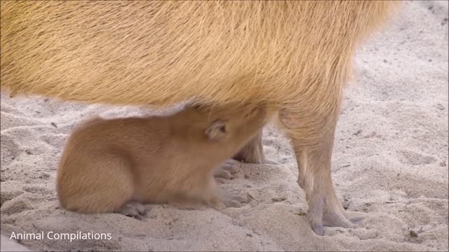 Baby Capybara Playing - CUTEST Compilation Video