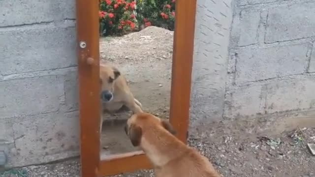 The reaction of a dog when viewing himself in a mirror