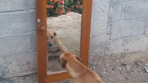 The reaction of a dog when viewing himself in a mirror