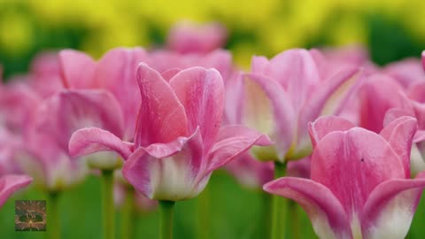 Earth Laughs in Flowers