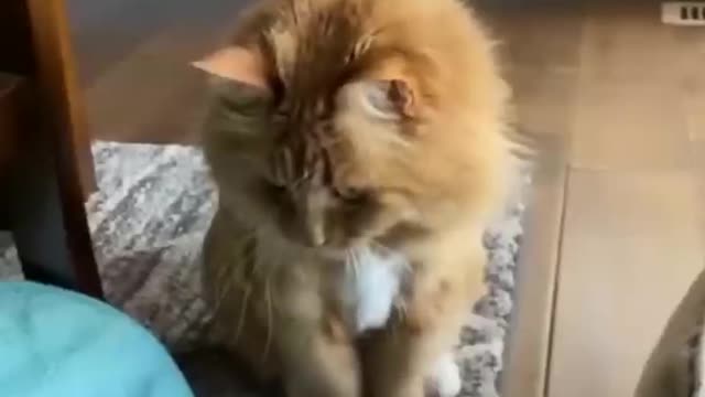 Funniest Cats and Dogs