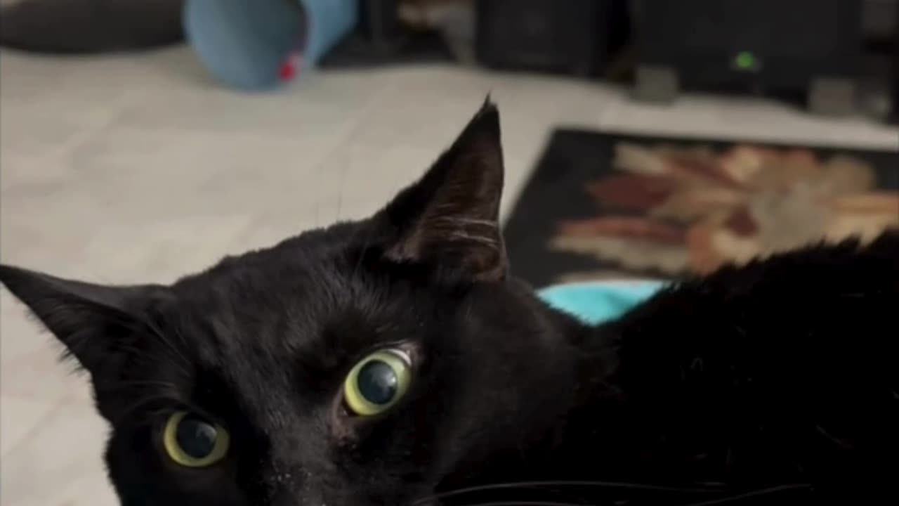 Cute Precious Piper Makes an Unusual Face - Adopting a Cat from a Shelter Vlog