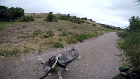 Husky is ready to attack the traitor in order to save its owner's life.