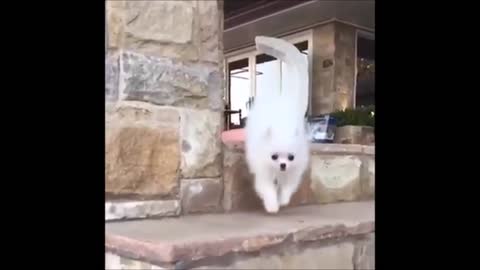 Dog falls downstairs