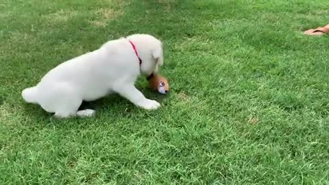 Cute Lab Puppy CLOVE Takes His Temperament Test!