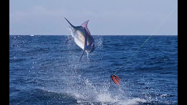 Black marlin