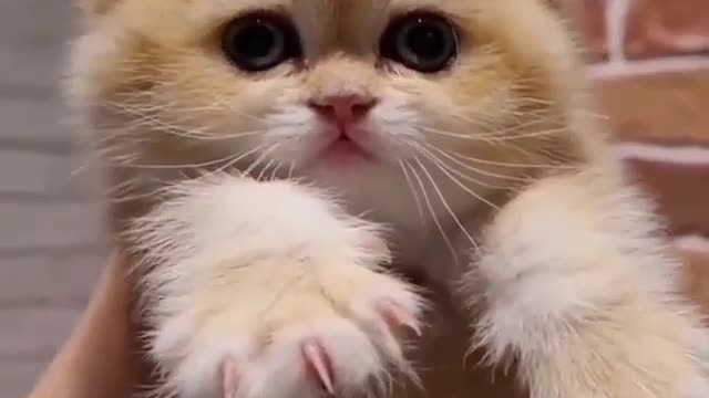 Funniest Cats 😹 Don't try to hold back Laughter cute kittens 4