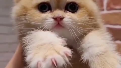 Funniest Cats 😹 Don't try to hold back Laughter cute kittens 4