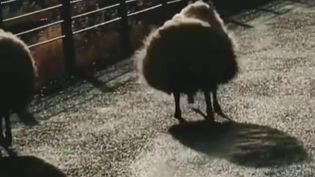 A lovely sheep