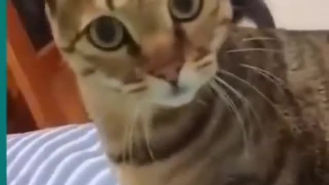 Funny cat