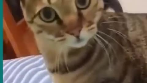 Funny cat