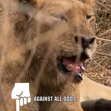 How This Old Lioness Gets Her Meal!