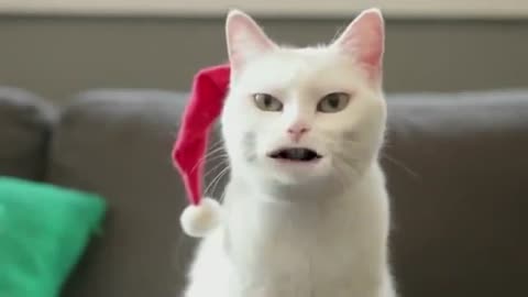 Cute cat sings