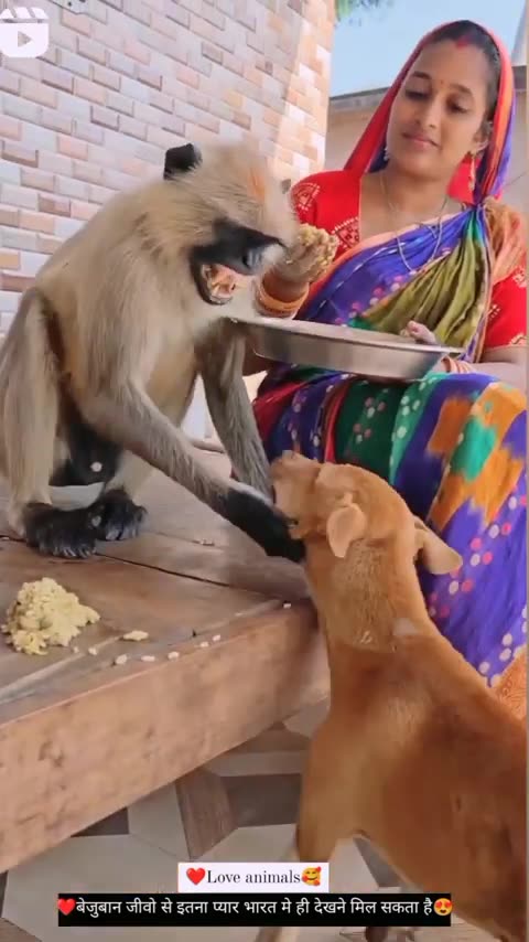 Monkey_beby_kya_kha_rha_hai_🐒🐒#mankey_#animals_#viral_🐒🐒🐒🐒(480p)