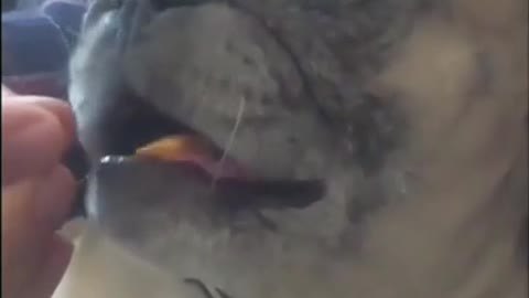 Brave boy///)Смелый мальчик)))