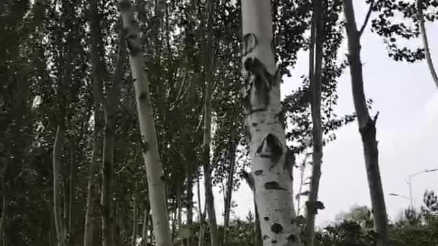 Rows of poplar trees guard us on both sides of the road