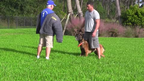 how to train guard dogs step by step