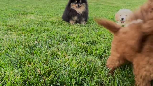 A group of cute dogs