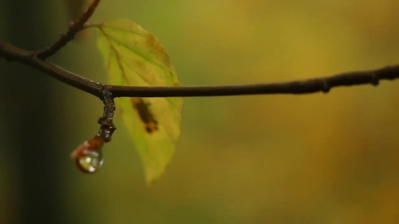 Rain White Noise Sounds For Sleeping, Study, Relax, Insomnia, Wonderful Rain #16